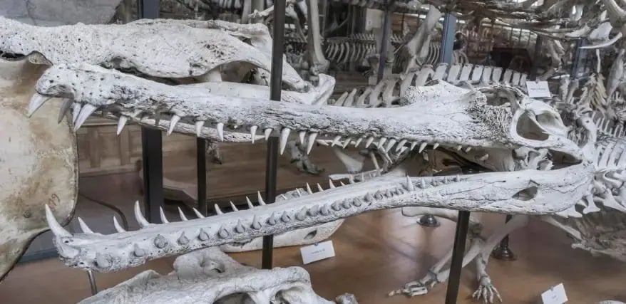 Rare Fossils