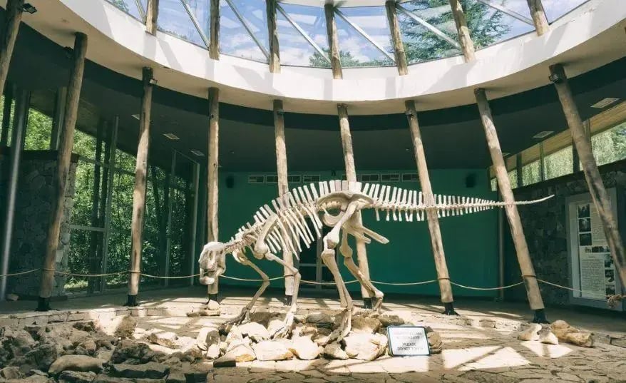 Dinosaur Fossils Study