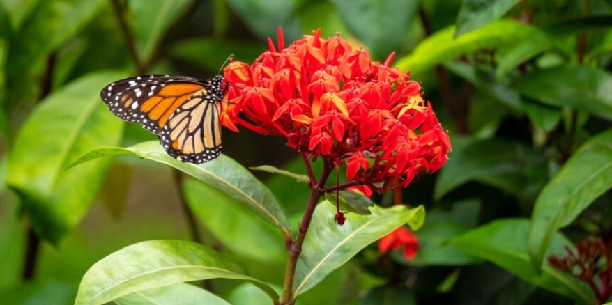 Flora and Fauna
