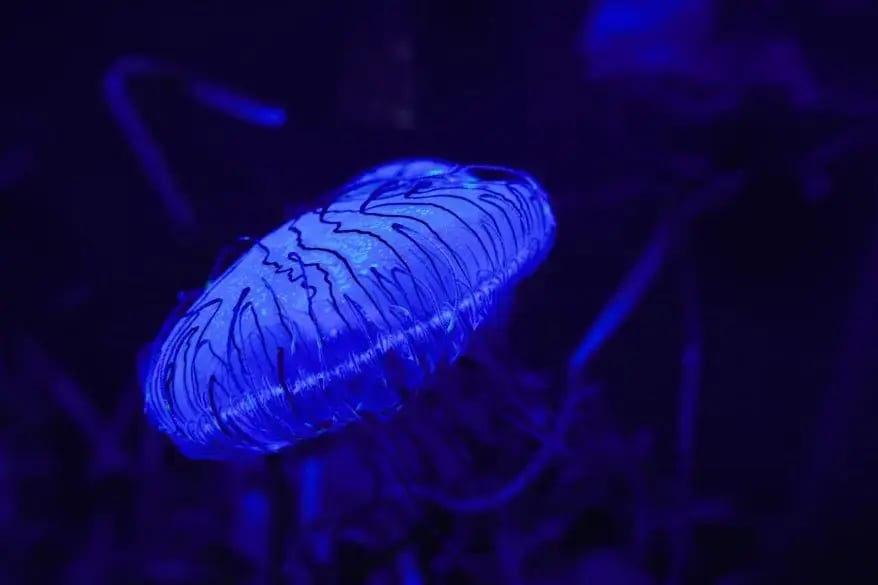 Blue jelly fish 