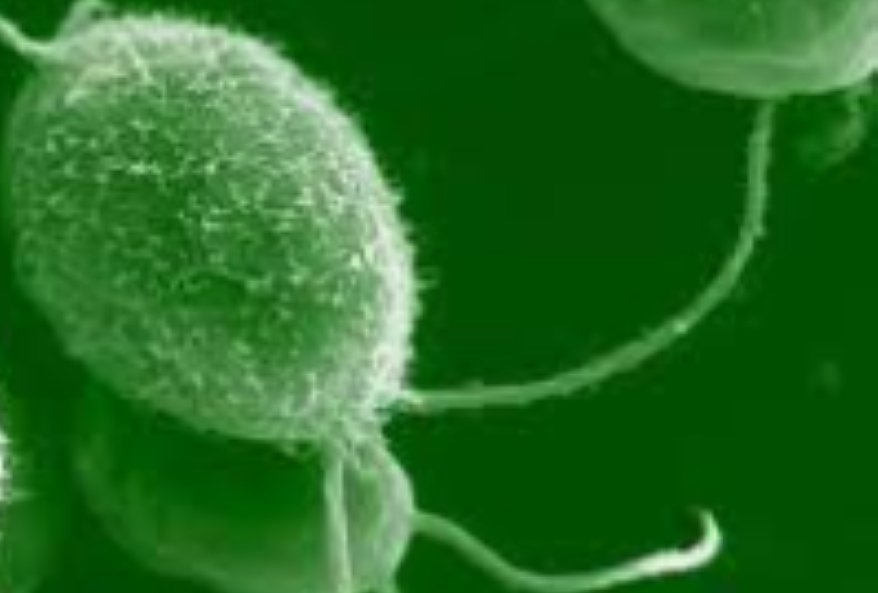 Green Algae