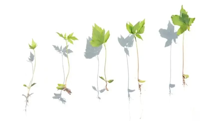 Plant Journey (Source: Pexels)