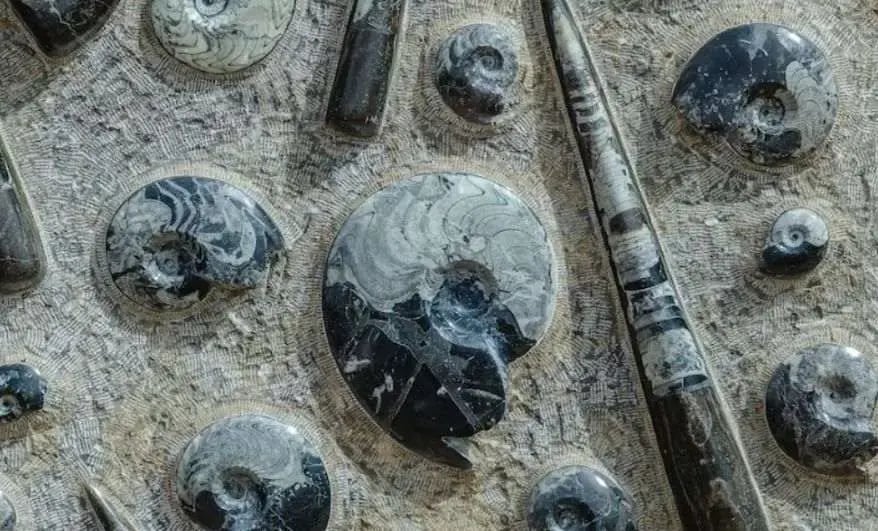 Importance of Paleontology