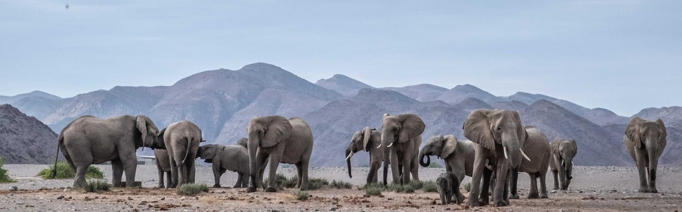 David Shepherd Wildlife Foundation