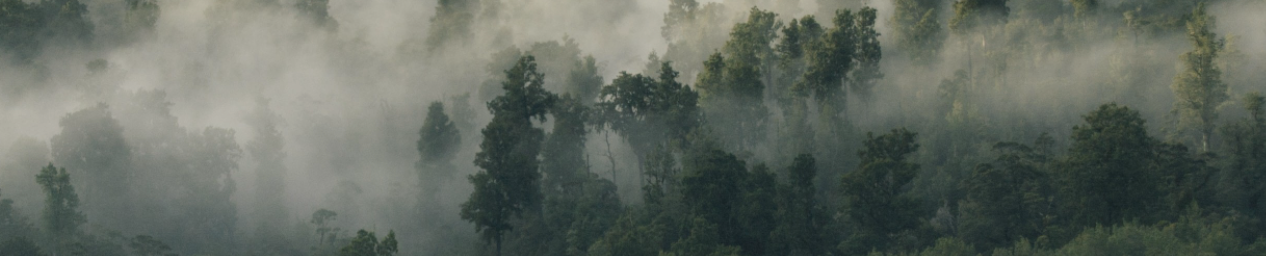 The Future Forest Company