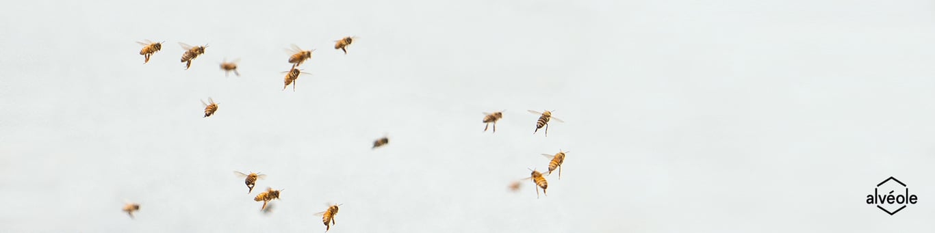 Alvéole