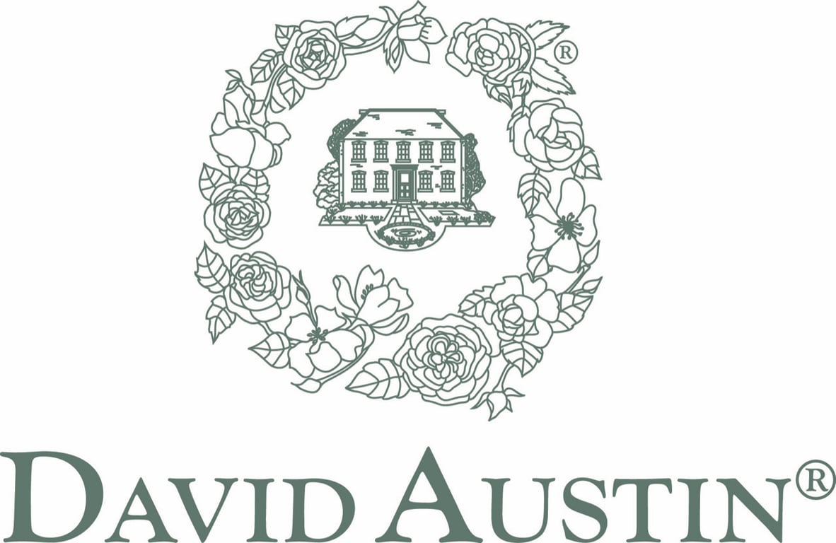 David Austin Roses