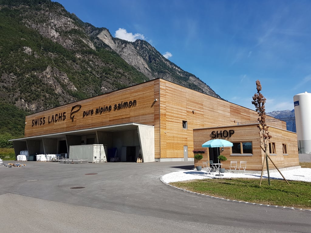 Atlantic salmon from the swiss mountains