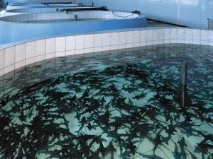 Filter Fischzuchtanlagen / fish farms