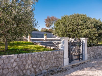 Local olive oil photo