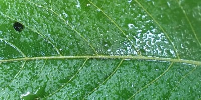 Ljepljive tvari - Medna rosa