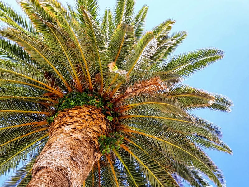 Zelena palma pod plavim nebom na hrvatskoj obali - Hvar, Hrvatska