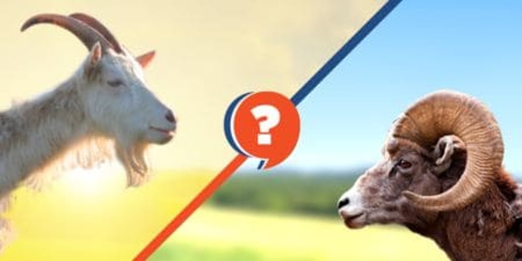 Qual é a diferença entre bode, cabrito, cabra e cordeiro, carneiro, ovelha