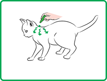 סולאנו אמפולות סולפרים לחתול במשקל 0.6-4 ק"ג(S)-Solano Solpreme 0.6-4 Kg