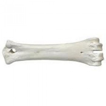 עצם סידן לכלב 21 ס"מ
