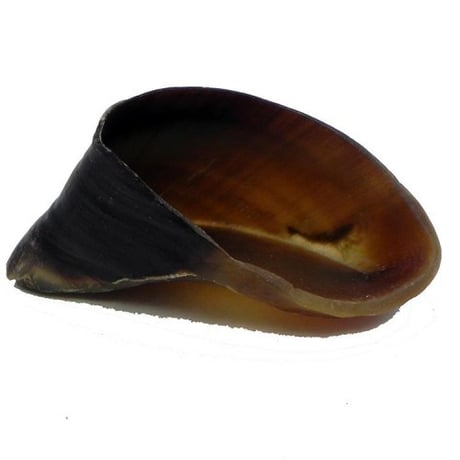 פרסת בקר מעושנת