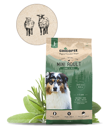 צ'יקופי בוגר מיני כבש 15 ק"ג - Adult mini Lamb