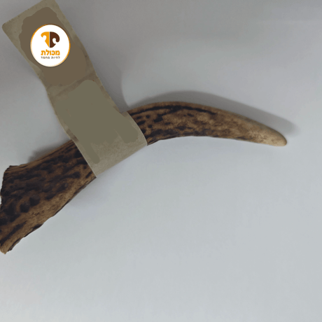 קרן צבי טבעית קשה לכלב דגם מ-מכולת hard