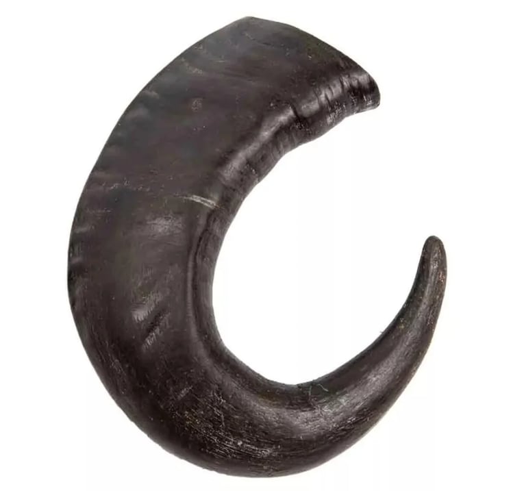 קרן באפלו גדולה קרניבור