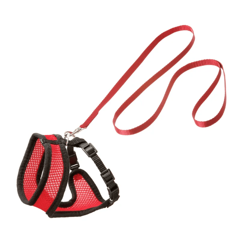 ריתמה ורצועה לחתול במגוון גדלים וצבעים