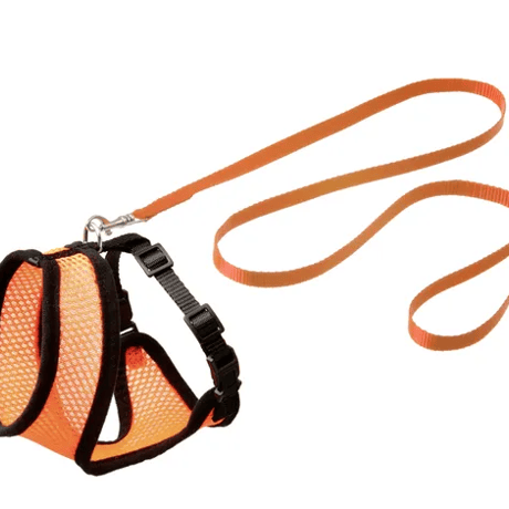 ריתמה ורצועה לחתול במגוון גדלים וצבעים