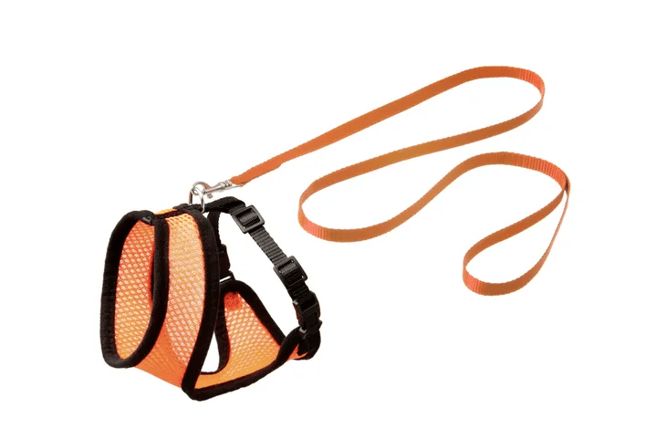 ריתמה ורצועה לחתול במגוון גדלים וצבעים