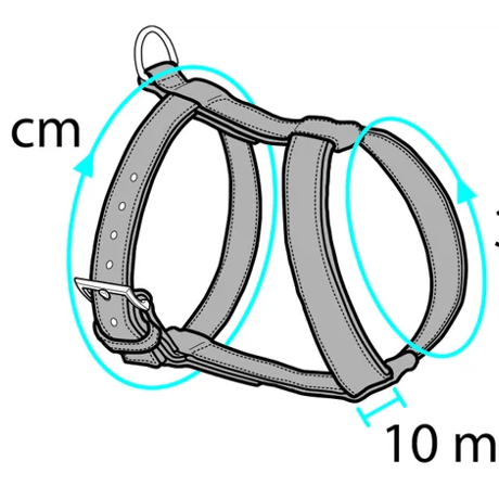 ריתמה ורצועה לחתול במגוון גדלים וצבעים