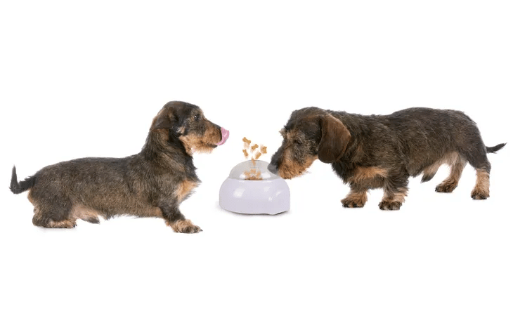 מקפיץ חטיפים ואוכל לכלב