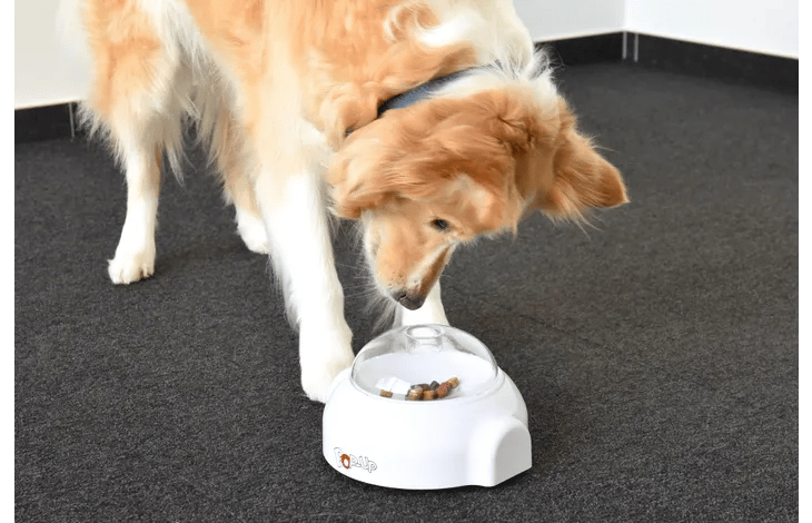 מקפיץ חטיפים ואוכל לכלב