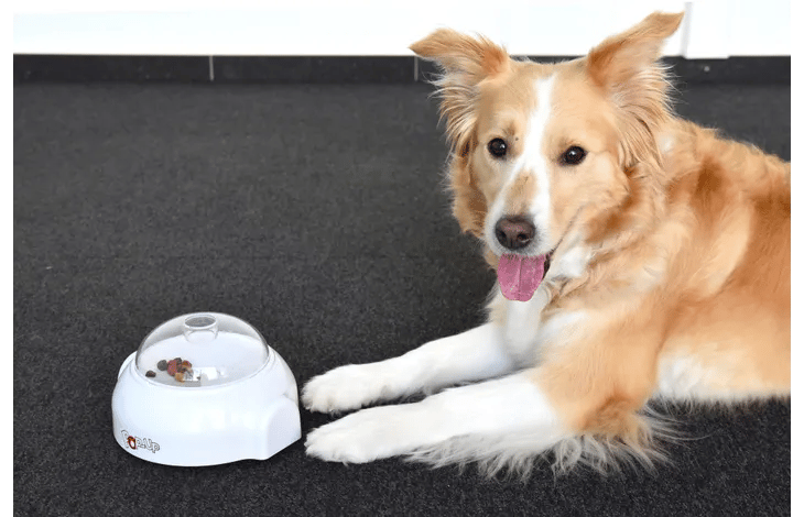 מקפיץ חטיפים ואוכל לכלב