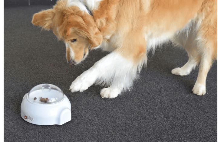 מקפיץ חטיפים ואוכל לכלב