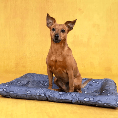 מזרון קירור במגוון גדלים פלמינגו