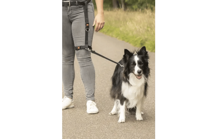רצועה לרגל פלמינגו