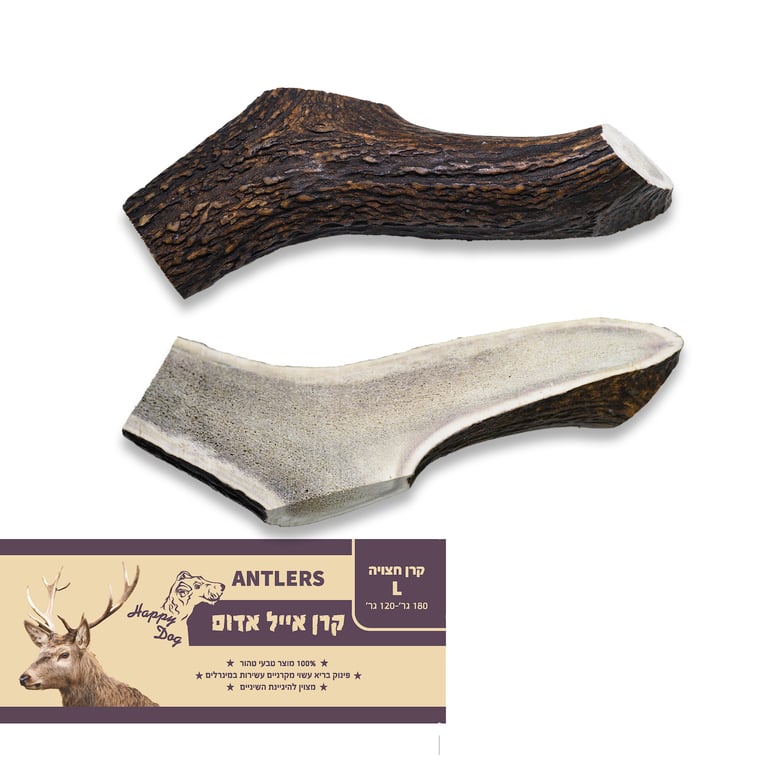 קרן אייל אדמוני חצויה