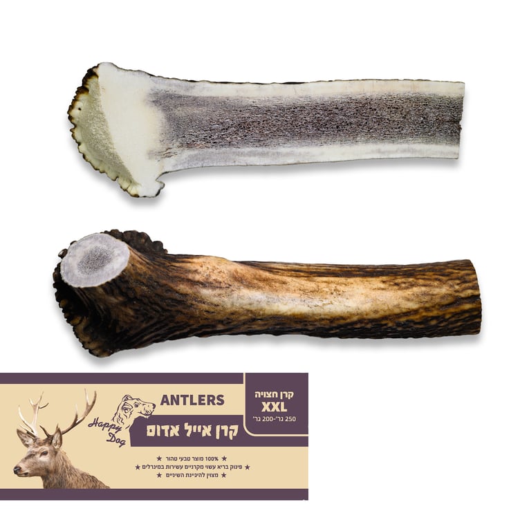 קרן אייל אדמוני חצויה