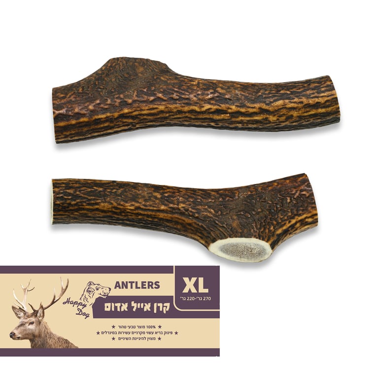 קרן אייל אדמוני