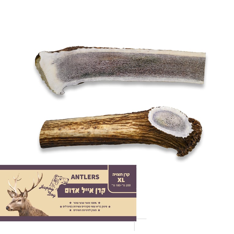 קרן אייל אדמוני חצויה