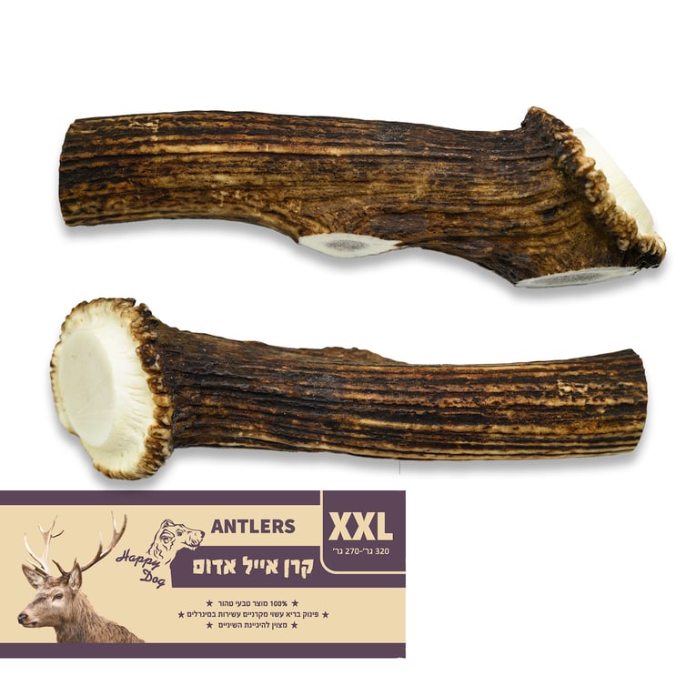 קרן אייל אדמוני