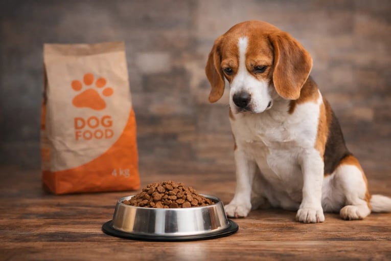 ב מסרב לאכול ליד קערת אוכל - מעבר מזון לכלב