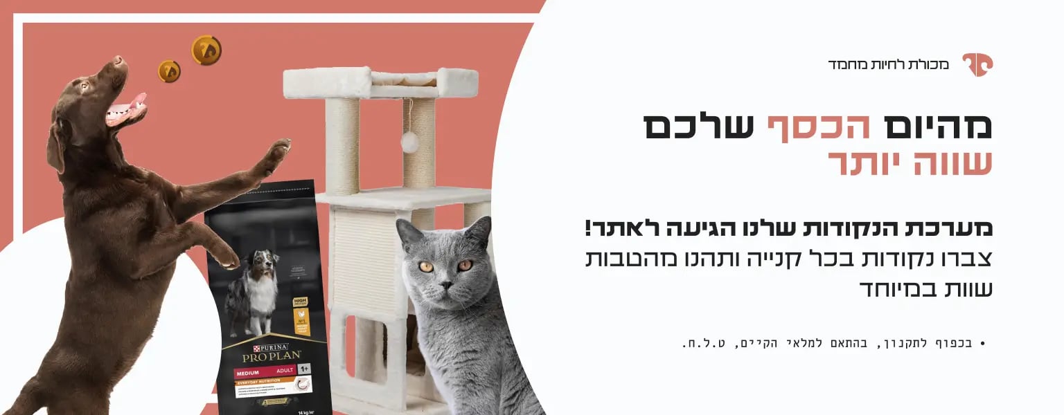 באנר נקודות