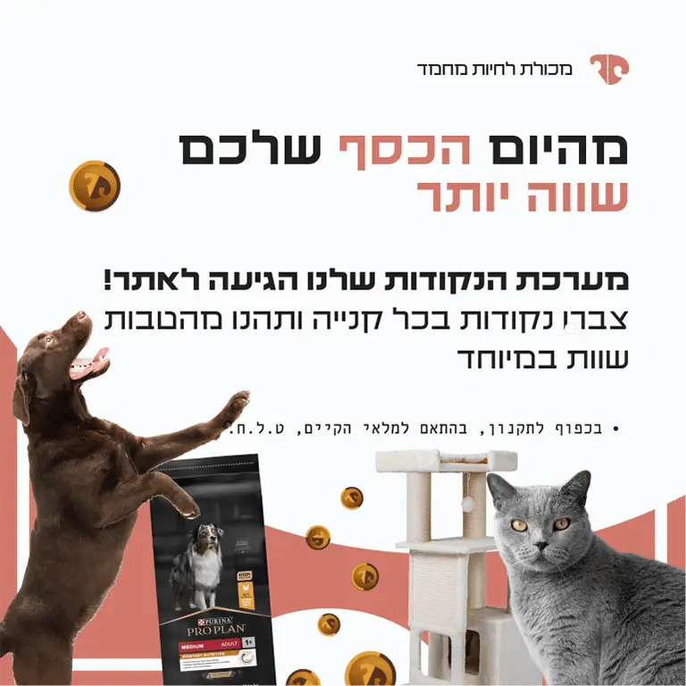 באנר נקודות