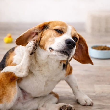 איך יודעים שלכלב יש אלרגיה