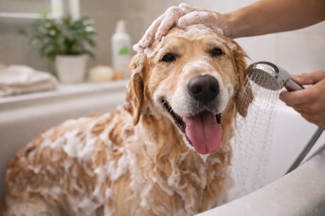 איך לקלח כלב בבית - רחצה נכונה לכלב