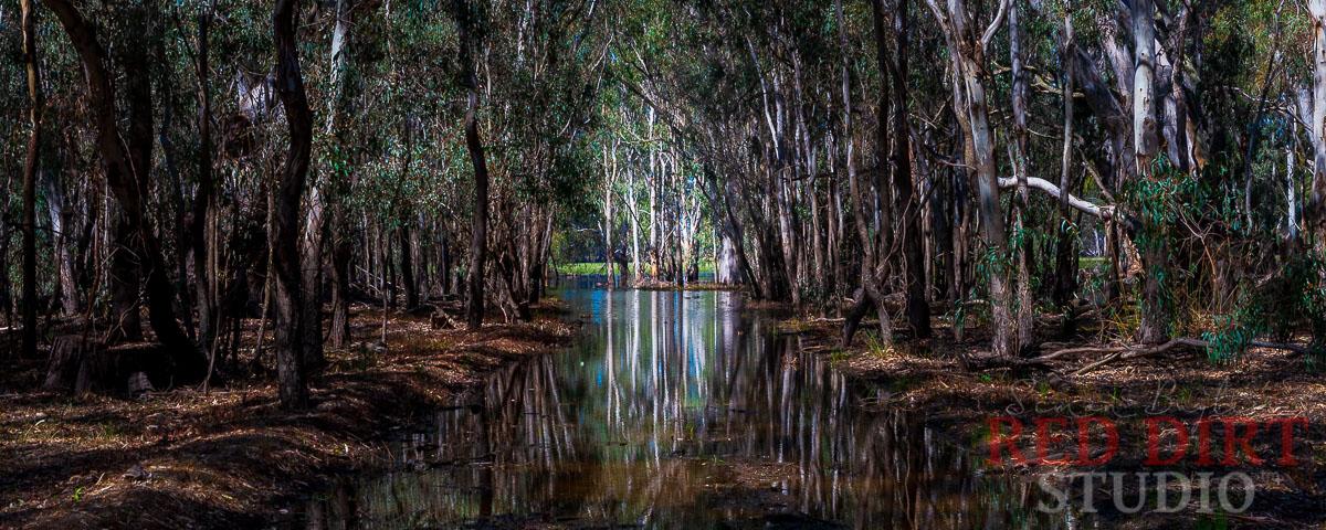 The Barmah/Millewa forest near Mathoura, Outback NSW, Australia