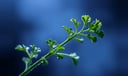Parsley dream symbol meaning - Symbol of purification, subtle transformation, and spiritual renewal.