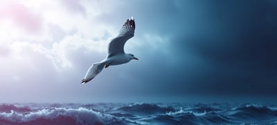 Dream symbol: Seagull