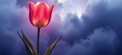 Dream symbol: Tulip
