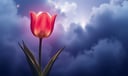 Tulip dream symbol meaning - Symbol of emotional renewal, fleeting beauty, and spiritual awakening.