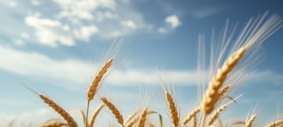 Dream symbol: Barley