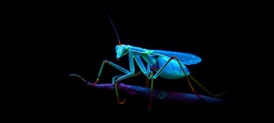 Dream symbol: Mantis